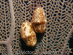 two in love flamingo tongue at v.j.levels dive site in pa... by Victor J. Lasanta 